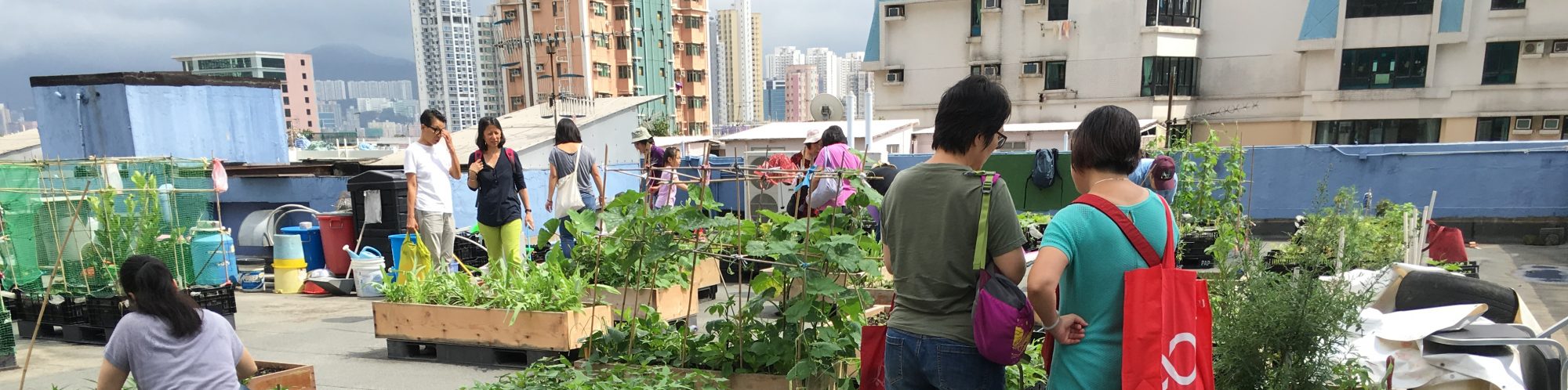 香港的空中農圃