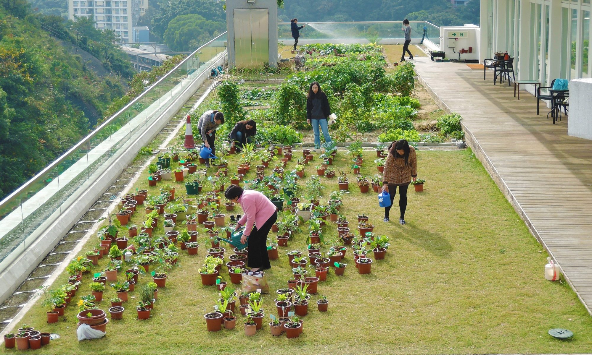 Urban Rooftop Farming