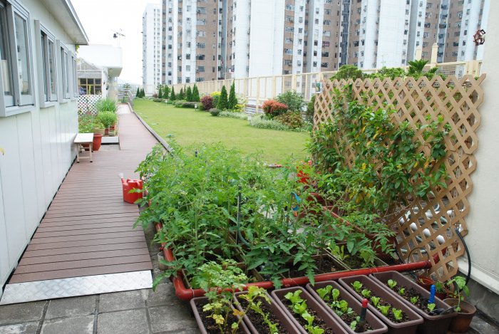 HKTA Tang Hin Eco-green Roof 05